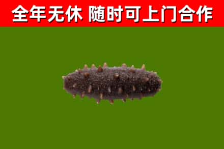 五华县回收海参干